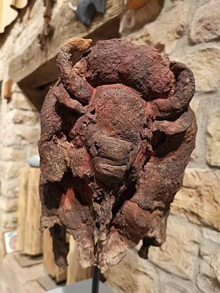 bison_weiblich